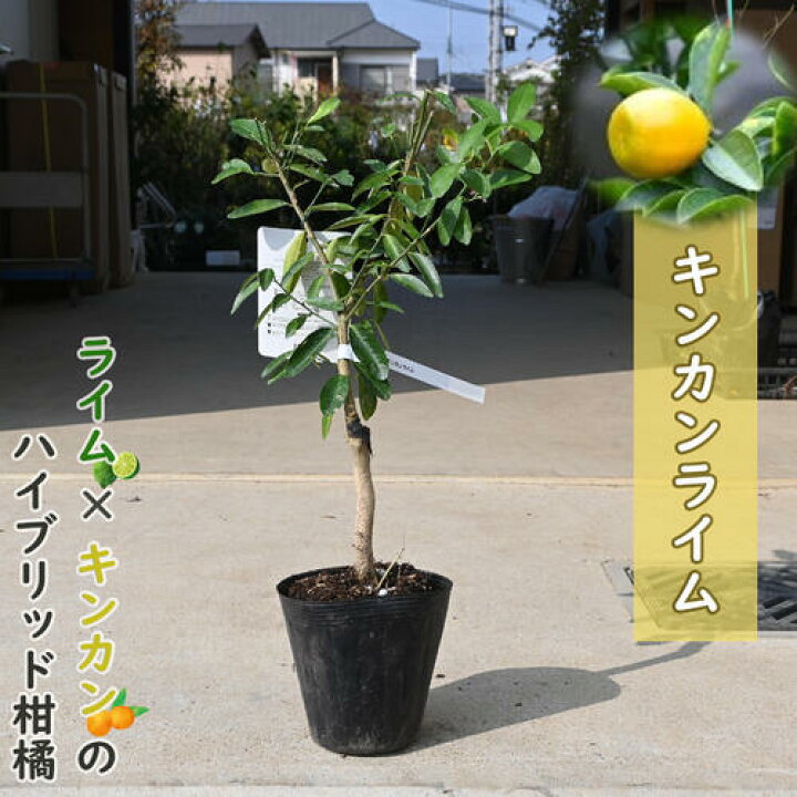 楽天市場】NEW 果樹 キンカンライム 苗木 柑橘 ライム : 園芸百貨店 