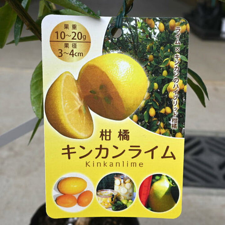 楽天市場】NEW 果樹 キンカンライム 苗木 柑橘 ライム : 園芸百貨店 