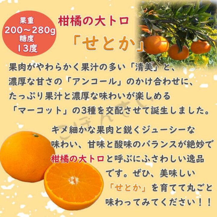 楽天市場】父の日の贈り物に 育てる美味しい高級ミカンを育てる楽しみ 