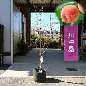 ʎ c 쒆  c 