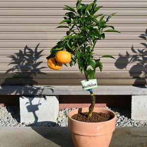 2025N݂񂹂Ƃ󏭂݂2025N݂͂͂̎1`2Ă܂B~JA@r^~Ć@Ɖu̓Abv@@Hׂ݂̃v[g