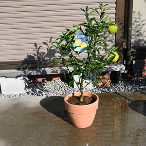 ͂邩݂󏭂݂~JA@r^~Ć@Ɖu̓Abv@@Hׂ݂̃v[g@ZgJ݂