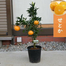 【お買い物マラソン期間中　楽天ポイント2倍】食べれみかんお届けはみかんの実がついておりません。おすすめみかんですnewせとか実付き　希少みかん実付き果樹 せとか 苗木 みかん タンゴール 蜜柑