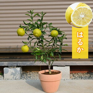 ͂邩 ݂@󏭂݂~JA r^~Ć@Ɖu̓Abv@Hׂ݂̃v[g@nJ݂