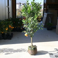 大きい苗なので早くて1年から2年でみかん収穫ができます温州ミカン大苗みかんの木5年物かん苗柑橘苗接ぎ…