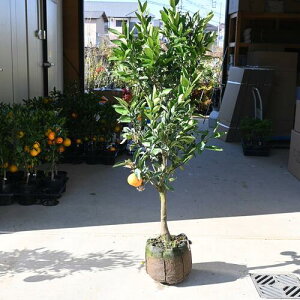 傫cȂ̂ő1N2Nł݂nł܂B~Jc݂̖5Nckcڂؑcr^~Ć@Ɖu̓Abv@n1`2ł