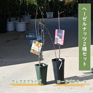 ヨーロピアン ヘーゼルナッツ苗 2種セットウェブズプライズロードゼラヌートHazelnut　苗木ナッツ西洋ハ…