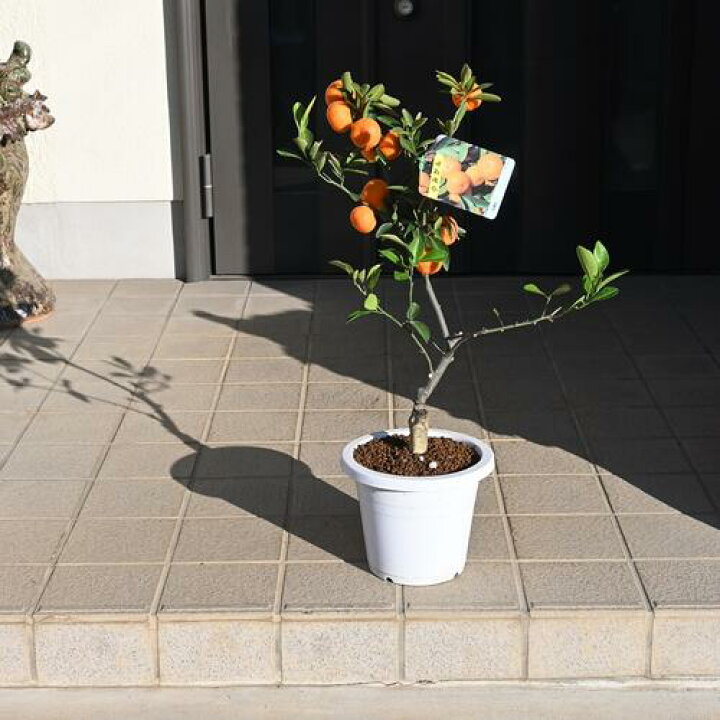 楽天市場】紀州小みかんミカン品種は 小みかん : 園芸百貨店何でも揃う 