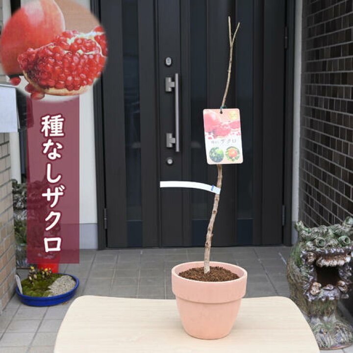 楽天市場】種なしザクロ 鉢植え 柘榴 美容 健康 果実 果樹 : 園芸 