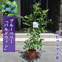 楽天市場】ブルーベリー 苗木 バルドウィンの通販