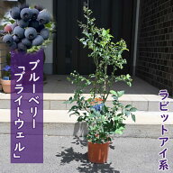 2026年花芽付で発送 ブルーベリー ブライトウェル 苗木 果樹 ラビットアイ系 早生品種