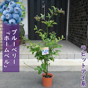 2025N5ԉtŔ u[x[ z[x c ʎ rbgACn