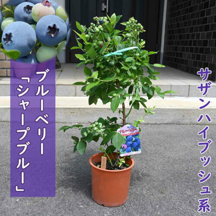 楽天市場】ブルーベリー シャープブルー 苗木 果樹 サザンハイブッシュ 