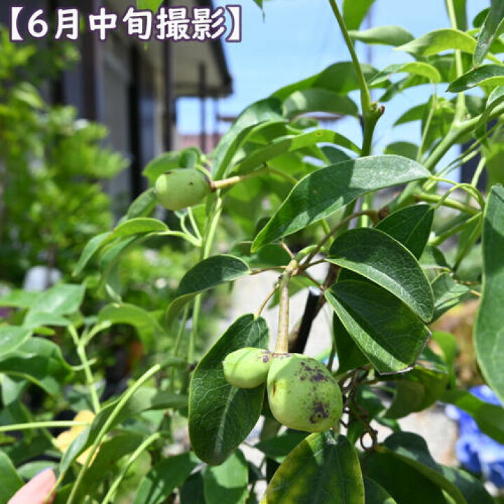 楽天市場】ムベ 苗木トキワアケビ 長命樹 郁子 果樹 常緑 つる性 