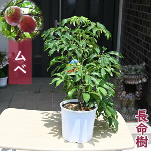 x c؃gLAPr  q ʎ  鐫