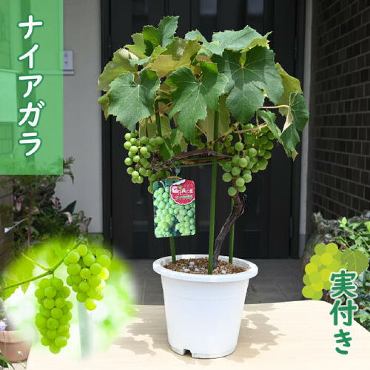 楽天市場】予約商品発送は2025年7月より7月実付き ぶどう鉢植え 葡萄 
