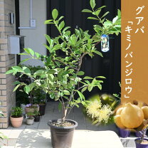 楽天市場】グアバ 苗木（苗物｜ガーデニング・農業）：花・ガーデン 