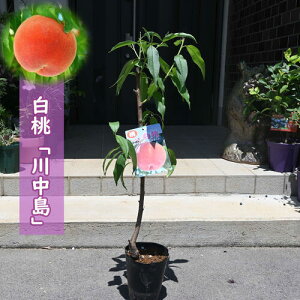 果樹 川中島 白桃 苗木 モモ