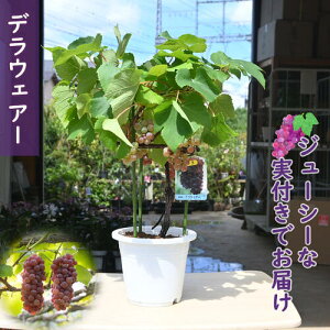 2025年8月実付き ぶどう デラウェアー 実付きでお届け 葡萄の実付きが楽しめます 8月迄実付きでのお届け