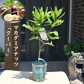入荷2025年希少 マカダミアナッツ クーパー 苗木 マカダミアンナッツ ナッツ 大実種