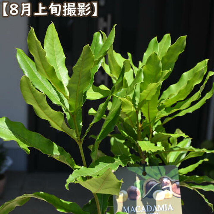 楽天市場】入荷2026年希少 マカダミアナッツ クーパー 苗木 マカダミア 