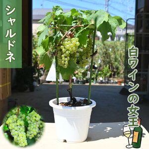 GĂȂԂł̂͂ƂȂ܂ Ԃǂc Vhl uhE C