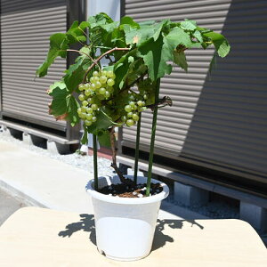 2025N͂ĂȂԂł̂͂ƂȂ܂@C̕i@Vhl@߂炵A