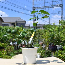 2026年レモン開花後実がなる　ビアフランカ　苗トゲなし檸檬果樹　レモン　プラスチック鉢入り レモンを育てよう　檸檬の鉢植え　果樹栽培
