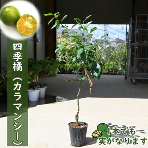 2024NNEW@lGk@c؁@ʎ@J}V[lG@@k@tBs@lG炫