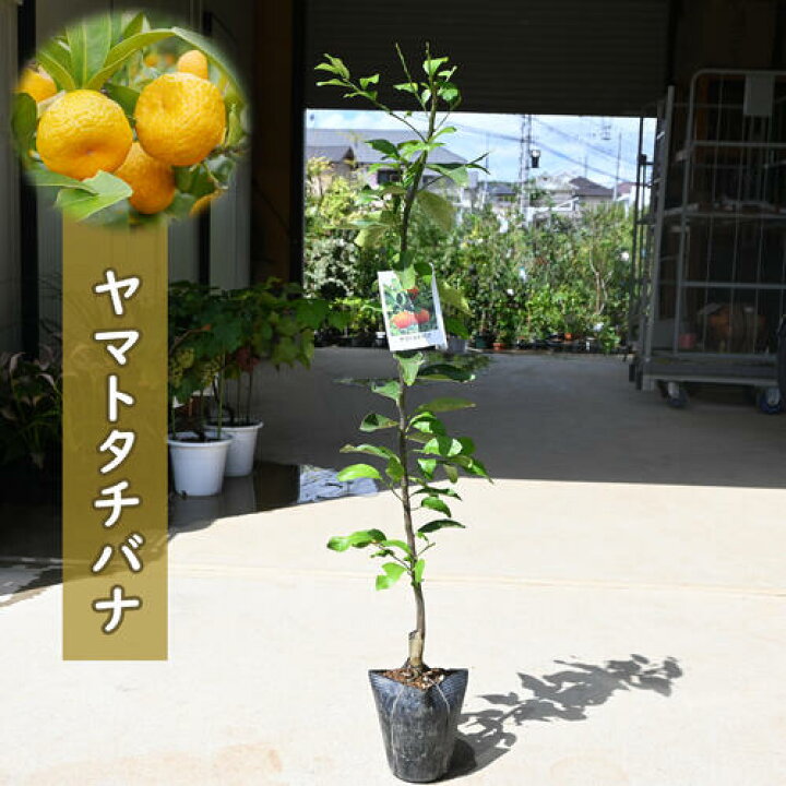 楽天市場】2025年NEW 果樹 ヤマトタチバナ 苗木 大和橘 ニッポン 