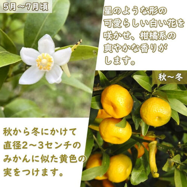 ヤマトタチバナ 実生苗 2本 大和橘 ニッポンタチバナ 日本橘 ニホン 