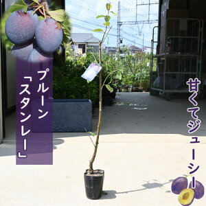 2025NNEW@ʎ@v[@c؁@X^[@2N@ڂ؁@m