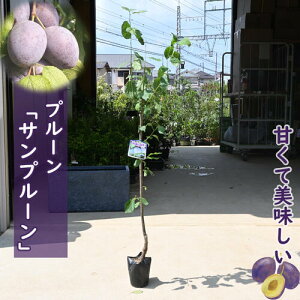 2025NNEW@ʎ@v[@c؁@Tv[@2N@ڂ