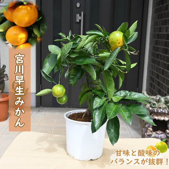 楽天市場】2025年プレゼントに育てる楽しみ5月～7月お花が開花後実の 