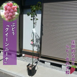 Ԃǂ NC[j[i c ԂԂǂ c 󏭕i