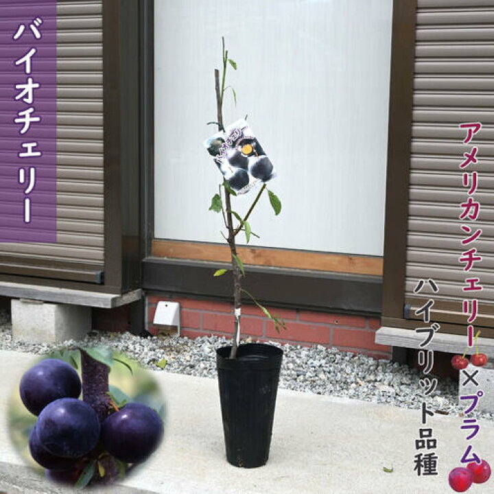 楽天市場】果樹 バイオチェリー 苗木 接ぎ木 すもも プラム : 園芸 