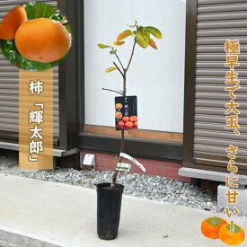 予約商品2026年11月より発送NEW 柿 輝太郎 苗木 PVP 早生 甘柿
