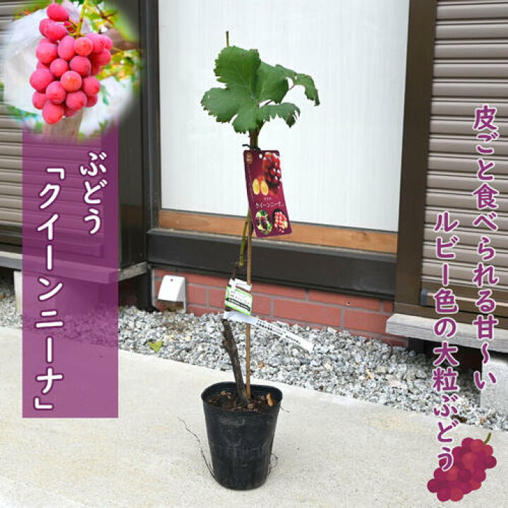 楽天市場】接ぎ木苗ぶどう クイーンニーナ 苗木 赤ぶどう 苗 希少品種 