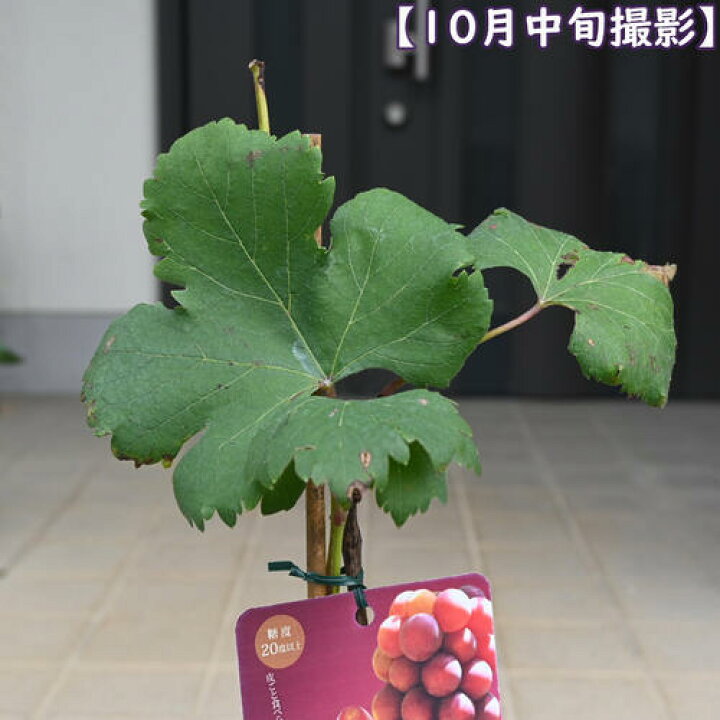 楽天市場】接ぎ木苗ぶどう クイーンニーナ 苗木 赤ぶどう 苗 希少品種 