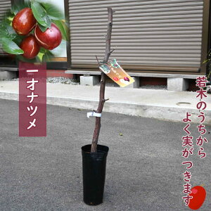 �ʎ� �i�c�� �c�� ��˃i�c�� �� 2�N�� �ڂ��ؕc