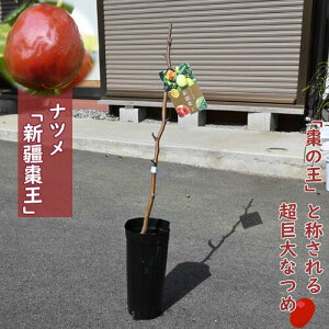 ʎ ic c Vd  2N ڂؕc 񂫂傤Ȃ߂