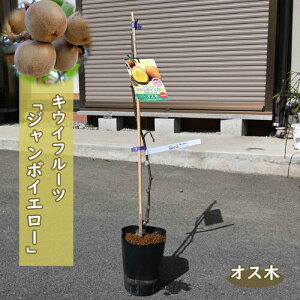 2025年NEW キウイ苗 ジャンボイエロー キウイフルーツ オス木 黄色系 雄木 受粉樹 2年生 接ぎ木苗