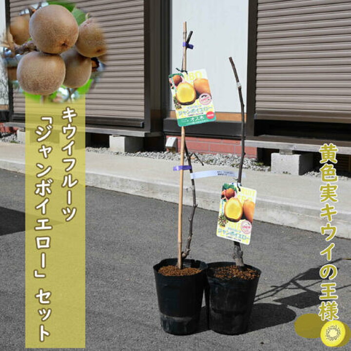 楽天市場】2026年NEW キウイ苗 ジャンボイエロー セット キウイ 