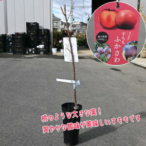 2025N2VׁI ӂ풴ʉʎ ʎ ӐX ƌ