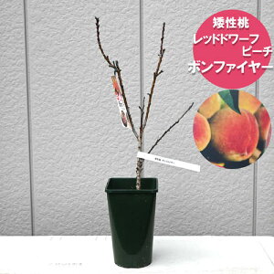 2025年2月新入荷!矮性品種 桃 ボンファイヤーレッドドワーフピーチ もも 矮性 小さく育つ 自家結実性カラーリーフ