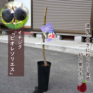 2025NNEW  rI\GX c ԉ C`WN } 2N ʎ Hʐp