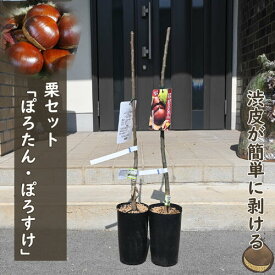 栗苗木 ぽろたん ぽろすけ 2本セット しっかりとした接ぎ木苗1～2年生くり 苗　授粉樹栗ぽろたん ぽろすけ渋皮が剥きやすいクリ苗　くり苗