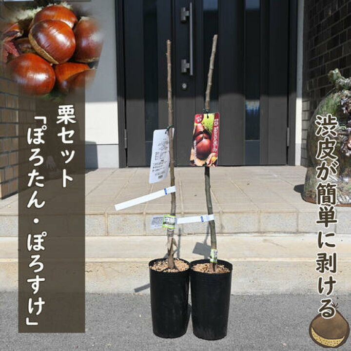楽天市場】栗苗木 ぽろたん ぽろすけ 2本セット しっかりとした接ぎ木 