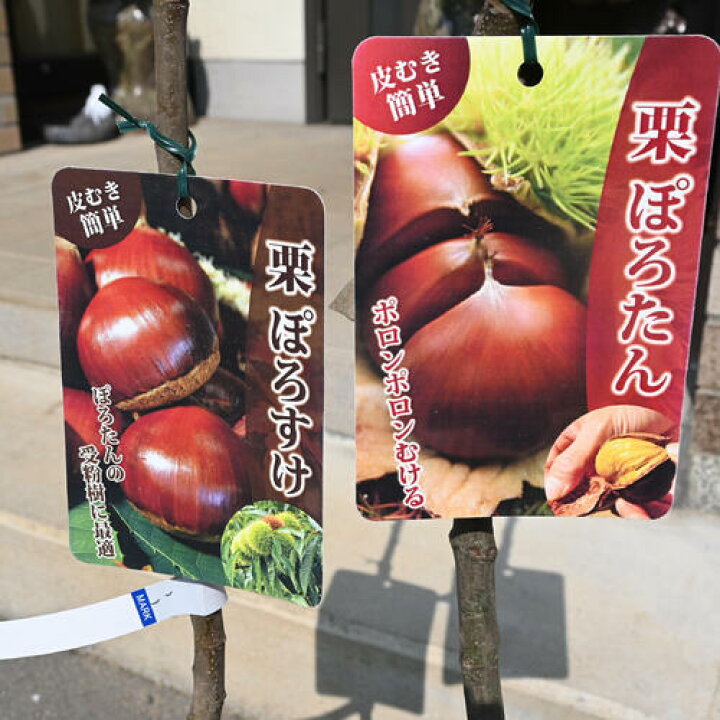 楽天市場】栗苗木 ぽろたん ぽろすけ 2本セット しっかりとした接ぎ木 
