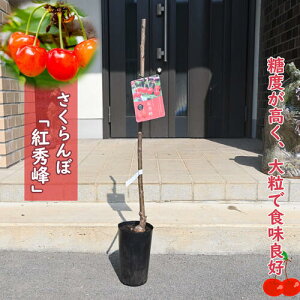 2025NNEW gG c TN{ ڂ 2N  ׂɂイق